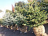 Ялина колюча ф. зеленка/Picea pungens f. Glauca/Оль колюча ф. зелена 1.2-1.4м, фото 5