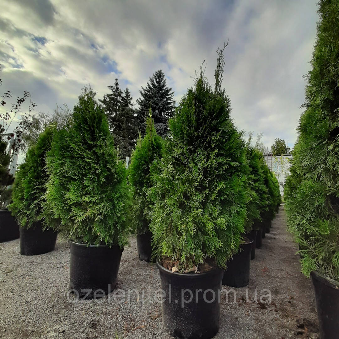 Туя західна "Смарагд"/ Thuja occidentalis "Smaragd" 0,8-1,0 м