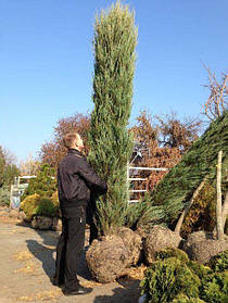 Можівник скальний 'Скайрокет'/Juniperus scopulorum 'Skyrocket' 2.5м