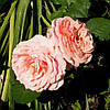 Саджанці Троянд (Флорибунда і Чайно-гібридні) в асортименті (40-45 см), фото 2