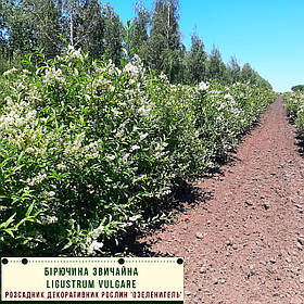 Бірючина звичайна / Ligustrum vulgare / Бирючина обыкновена 1,0-1,2м