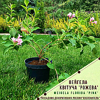 Вейгела квітуча 'Рожева' / Weigela florida 'Pink' / Вейгела цветущая 'Розовая'