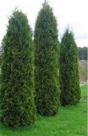 Туя західна "Columna"/Thuja occidentalis "Columna"/Туя західна "Колумна" 1,2-1,4м