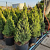 Ялина гірська 'Рейнбовс'/ Picea vlauca 'Rainbow's End' c 7,5, h 60 - 70 см, фото 2