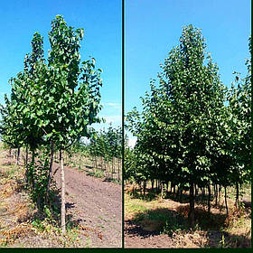 Лощина деревовідна/Corylus colurna/Колісина деревинна (Орі ведмежий) 4,0-6,0 м