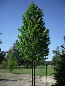 Граб звичайний/Carpinus betulus 6,0-7,0 м