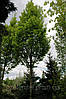 Граб звичайний/Carpinus betulus 6,0-7,0 м, фото 3