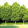 Граб звичайний/Carpinus betulus 6,0-7,0 м, фото 4