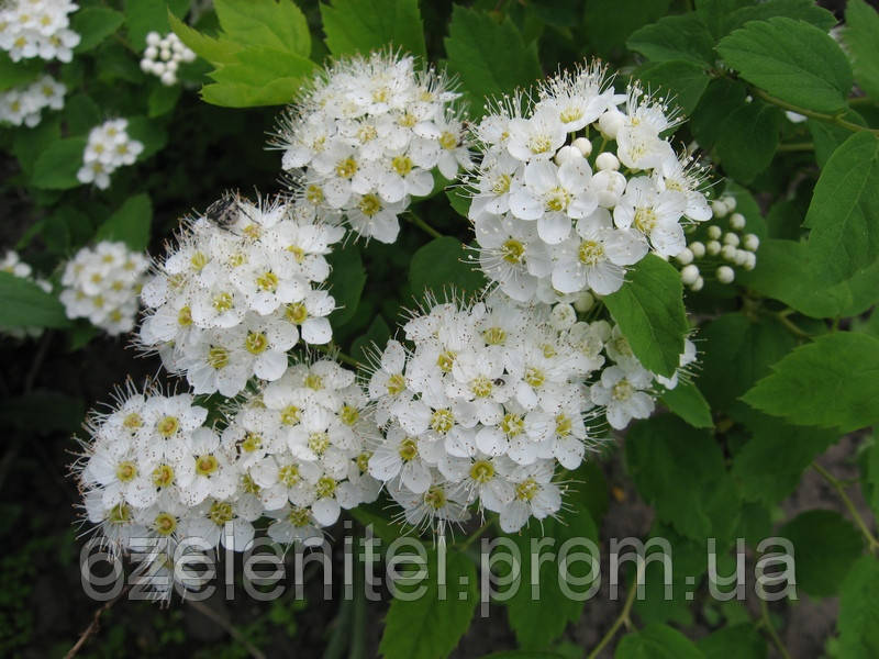 Пузироплідник калінолистій/Physocarpus opulifolius/Пухнаспинник калінолистий