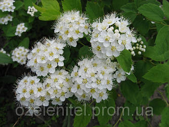 Пузироплідник калінолистій/Physocarpus opulifolius/Пухнаспинник калінолистий