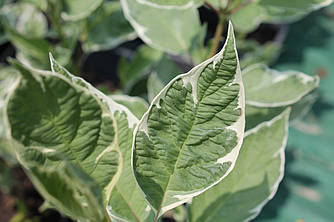 Дерен білий 'Элегантиссима'/ Cornus alba 'Elegantissima'