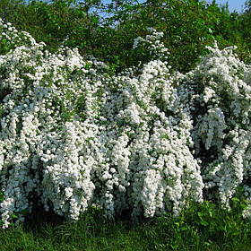 Спірея Ванггута / Spiraea vanhouttei / Спирея Вангутта 1,0-1,2м