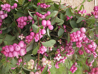 Сніжноягідник кораловий / Symphoricarpos orbiculatus / Снежноягодник коралловый 1,0-1,2м