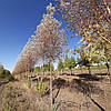 Верба червона / Salix acutifolia  1,6-2,0м, фото 5