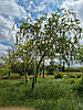 Верба вавилонська 'Тортуоза' / Salix babylonica 'Tortuosa' / Верба вавілонська 'Тортуоза', фото 3
