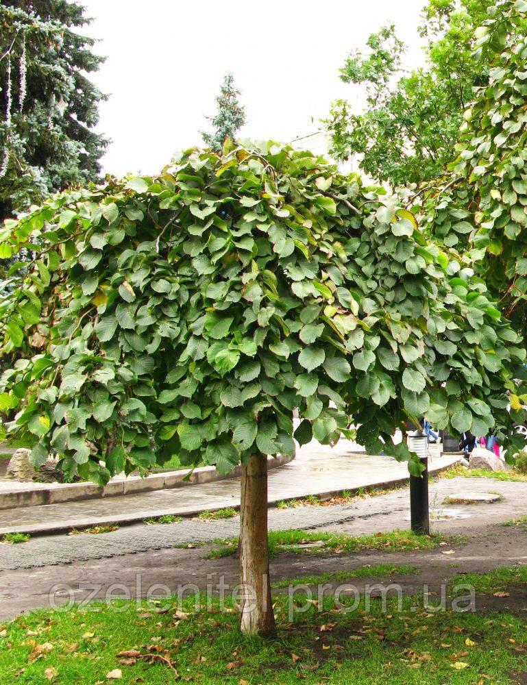 В'яз шершавий 'Кампердоуні' / Ulmus glabra 'Сamperdownii' / Вяз шершавый `Кампердоуни`1,4-1,6