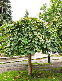 В'яз шершавий 'Кампердоуні' / Ulmus glabra 'Сamperdownii' / Вяз шершавый `Кампердоуни`1,4-1,6