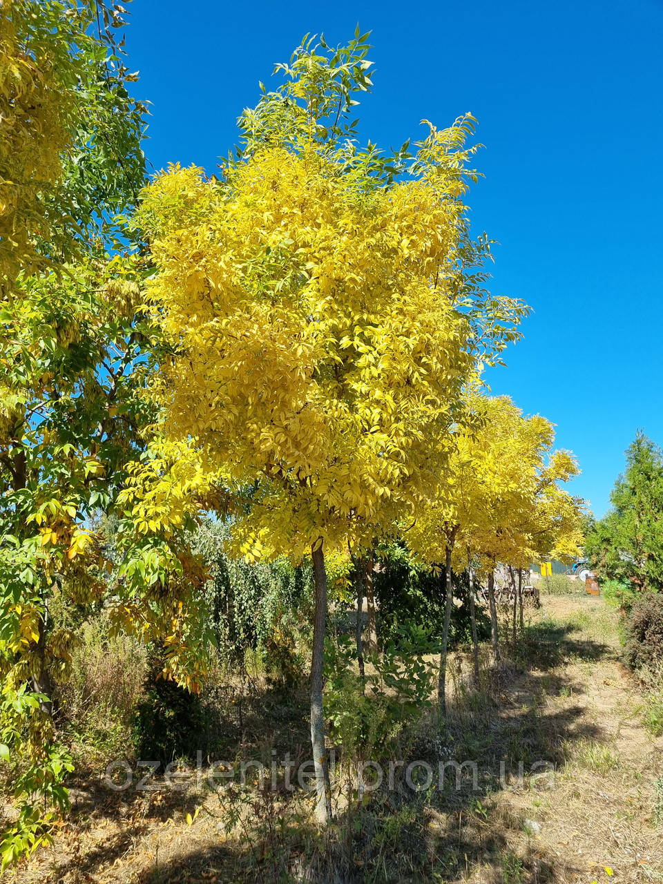 Ясен свічайний 'Голден'/Fraxinus excelsior 'Golden'/Ясен звичайний 'Голден' 1,7-1,8