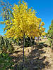 Ясен свічайний 'Голден'/Fraxinus excelsior 'Golden'/Ясен звичайний 'Голден' 1,7-1,8, фото 2