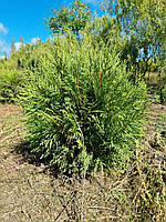 Туя західна 'Глобоза' / Thuja occidentalis 'Globosa'/ Туя западная 'Глобоза' 0,4-0,6м