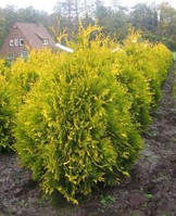 Туя західна "Sunkist"/Thuja occidentalis" Sunkist" 0,8-1,0м