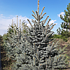 Ялина колюча ф. Голубая/ Picea pungens f. Glauca ЕКСТРА 1,41-1,60 м, фото 4