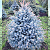 Ялина колюча ф. Голубая/ Picea pungens f. Glauca ЕКСТРА 1,41-1,60 м, фото 6