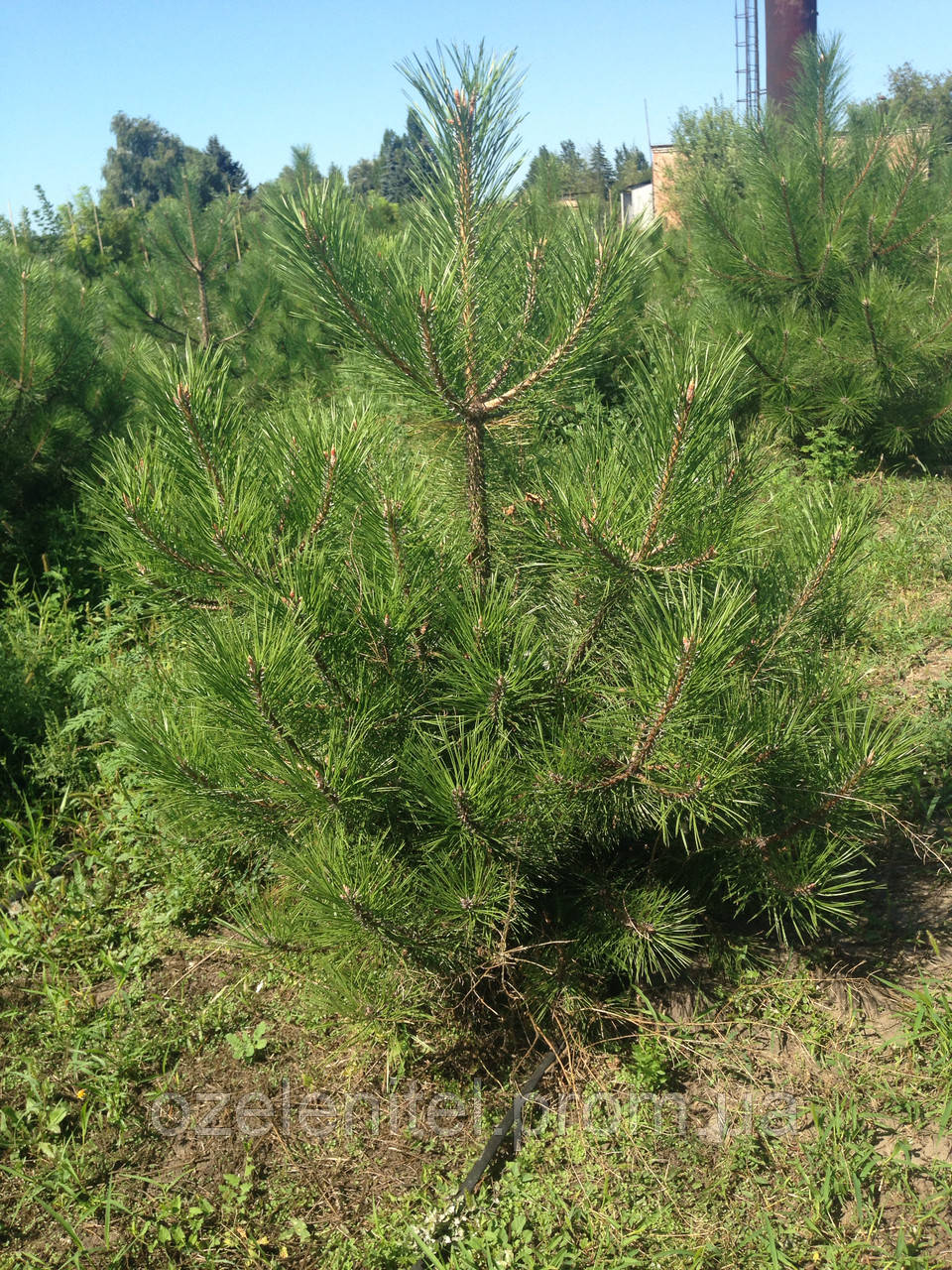 Сосна кримська / Pinus рallasiana / Сосна крымская 1.5-1.8м