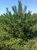 Сосна кримська / Pinus рallasiana / Сосна крымская 1.5-1.8м, фото 2