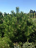 Сосна кримська / Pinus рallasiana / Сосна крымская 1.5-1.8м, фото 3