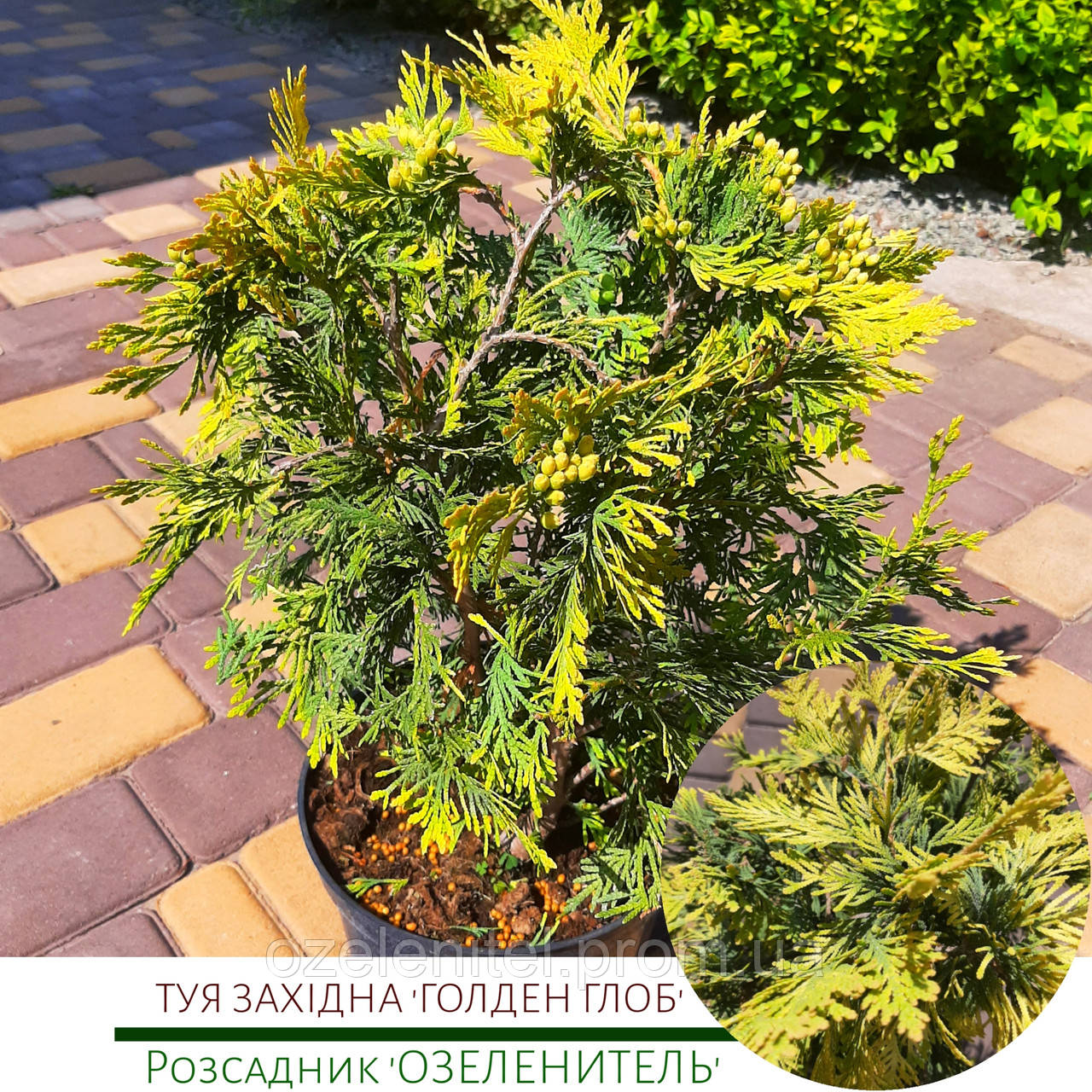 Туя західна 'Голден глобальний'/ Thuja occidentalis 'Golden Glob'/ Туя західна'Голден глобальний' зі5