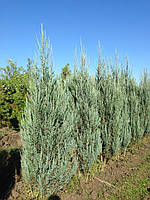 Ялівець скельний 'Блю ароу'' / Juniperus scopulorum 'Blue Arrow' / Можжевельник скальный 'Блю ароу'