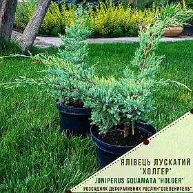 Ялівець лускатий 'Холгер'/ Juniperus squamata 'Holger' с5