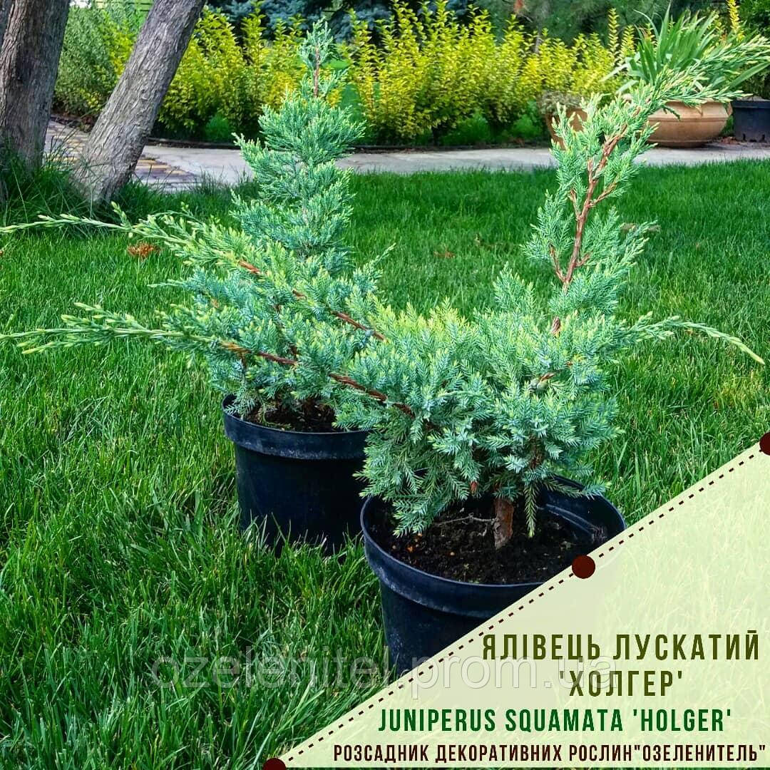 Ялівець лускатий 'Холгер'/ Juniperus squamata 'Holger' с5