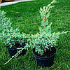 Ялівець лускатий 'Холгер'/ Juniperus squamata 'Holger' с5, фото 2