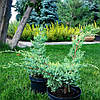 Ялівець лускатий 'Холгер'/ Juniperus squamata 'Holger' с5, фото 3