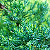 Ялівець лускатий 'Холгер'/ Juniperus squamata 'Holger' с5, фото 4