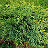 Ялівець лускатий 'Холгер'/ Juniperus squamata 'Holger' с5, фото 5
