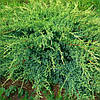 Ялівець лускатий 'Холгер'/ Juniperus squamata 'Holger' с5, фото 6