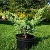 Ялівець лускатий 'Холгер'/ Juniperus squamata 'Holger' с5, фото 7