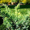 Ялівець лускатий 'Холгер'/ Juniperus squamata 'Holger' с5, фото 8