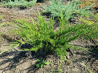 Ялівець Pfitzeriana Mint Julep / Juniperus Pfitzeriana Mint Julep / Можжевельник Mint Julep 0,3-0,4м
