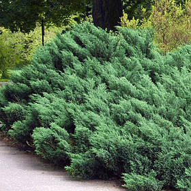 Ялівець горизонтальний 'Blue Chip' / Juniperus horizontalis 'Blue Chip' / Можжевельник 'Blue Chip' с5