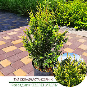 Туя складана 'Корнек'/ Thuja occidentalis 'Kornik'/Туя складчаста'Корник' С5