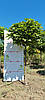Катальпа бігнонієвидна 'Нана' / Catalpa bignonioides 'Nana' штамб 1,6-1,9м, фото 2