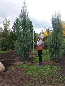 Ялівець скельний 'Скайрокет'/ Juniperus scopulorum 'Skyrocket' 1,7-2.0 м