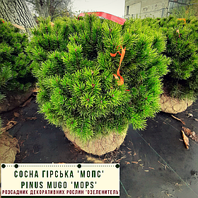 Сосна гірська 'Мопс'/ Pinus mugo 'Mops' h 40-60 см