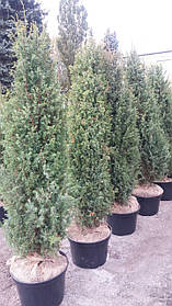 Ялівець звичайний "Хіберніка"\ Juniperus communis "Hibernica" 1,6-1,8 м
