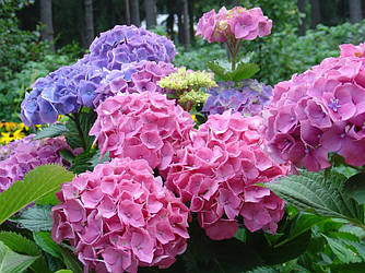 Гортензія/Hydrangea