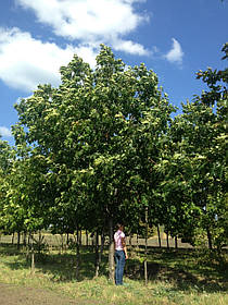 Дуб червоній/Quercus rubra 5,0-7,0 м